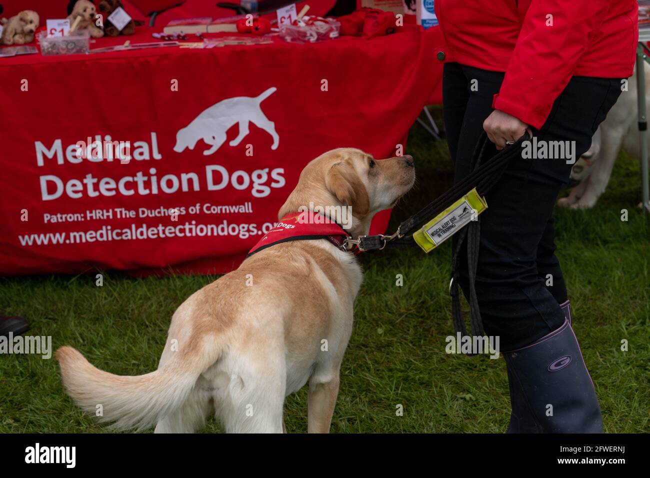 Brentwood Essex 22. Mai 2021 The Weald Park Country Show, Weald Festival of Dogs, Weald Festival of Cars, Weald Country Park, Brentwood Essex, Medical Detection Dog Credit: Ian Davidson/Alamy Live News Stockfoto