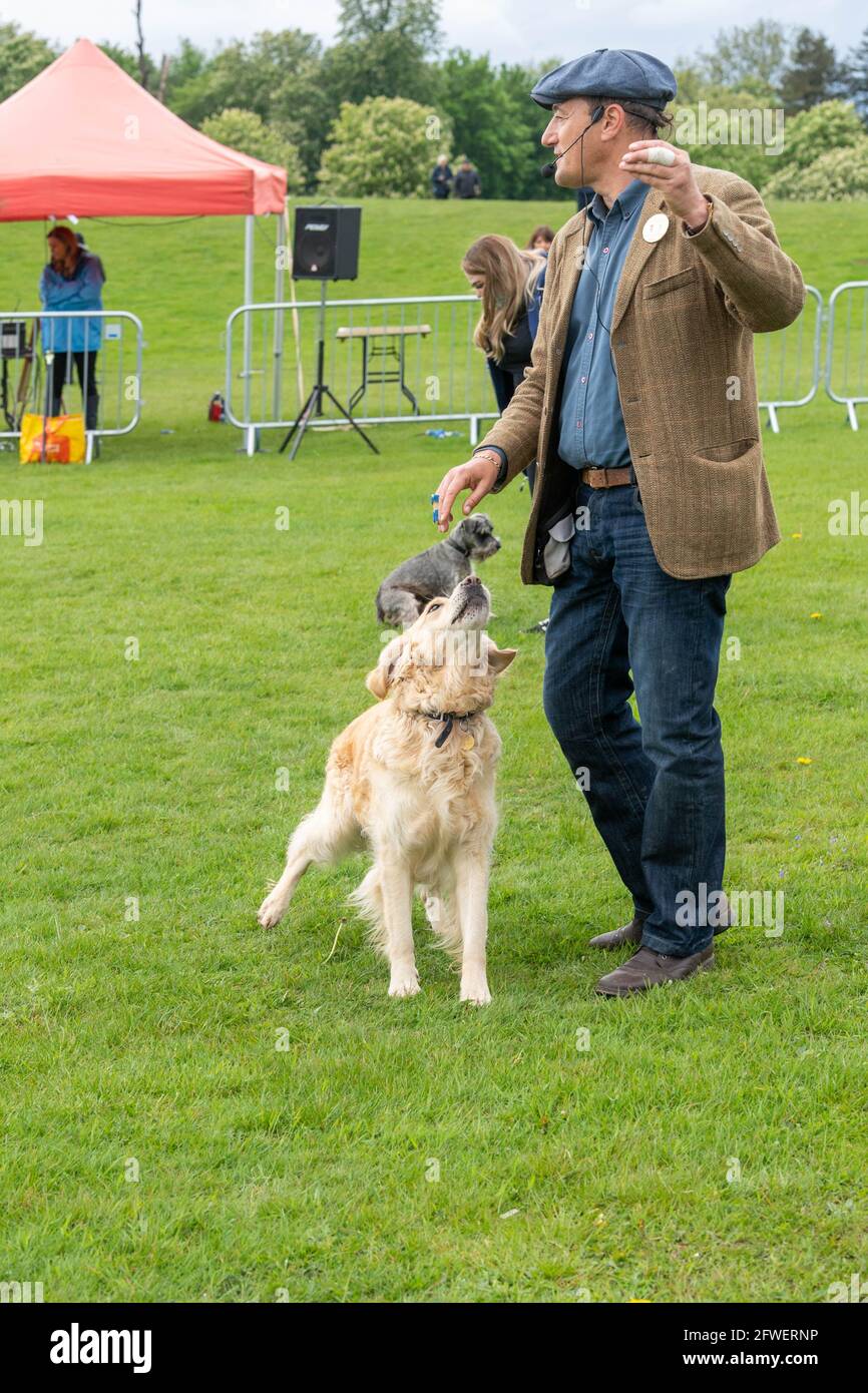 Brentwood Essex 22. Mai 2021 The Weald Park Country Show, Weald Festival of Dogs, Weald Festival of Cars, Weald Country Park, Brentwood Essex, Credit: Ian Davidson/Alamy Live News Stockfoto