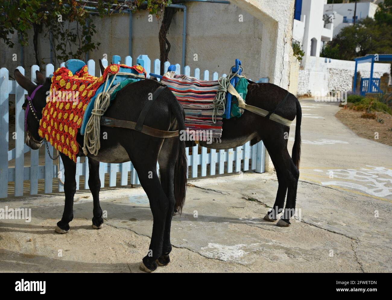 Esel mit traditionellen bunten handgefertigten Decken auf dem Rücken in  Tholaria, einem Dorf der Insel Amorgos in den Kykladen, Griechenland  Stockfotografie - Alamy