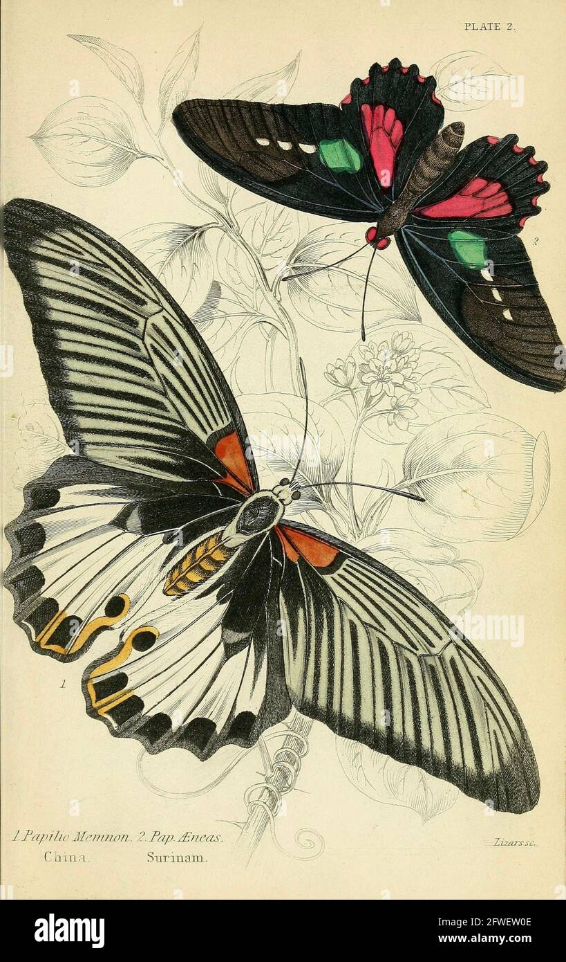 James Duncan - wunderschöne Schmetterlingsillustration aus der Naturalist Library Herausgegeben von Sir William Jardine -1858 - Platte 2 Stockfoto