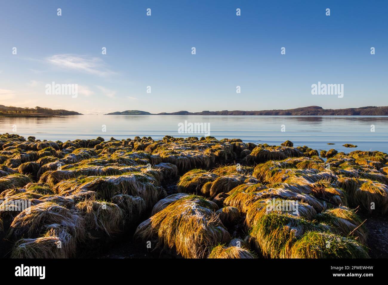 Frostbedecktes Gras an der Küste von Kirkcudbright Bay bei Ebbe, an einem sonnigen Wintertag, Dumfries und Galloway, Schottland Stockfoto