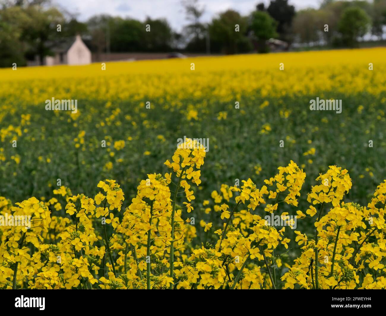 Rapsernte wächst in Dirleton, in der Nähe von North Berwick, East Lothian, Schottland, Großbritannien Stockfoto