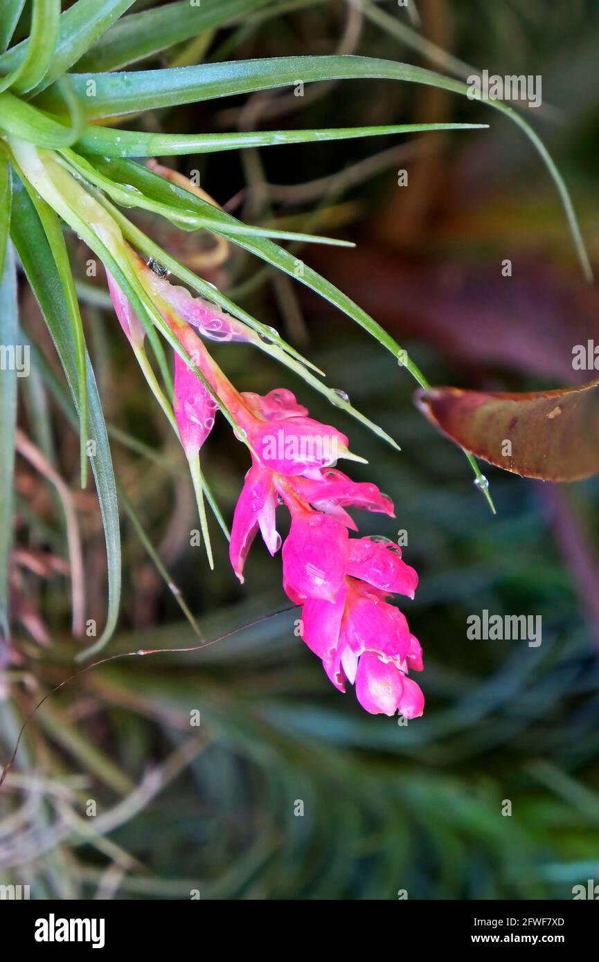 Epiphytische Pflanzenblume (Tillandsia stricta) Stockfoto