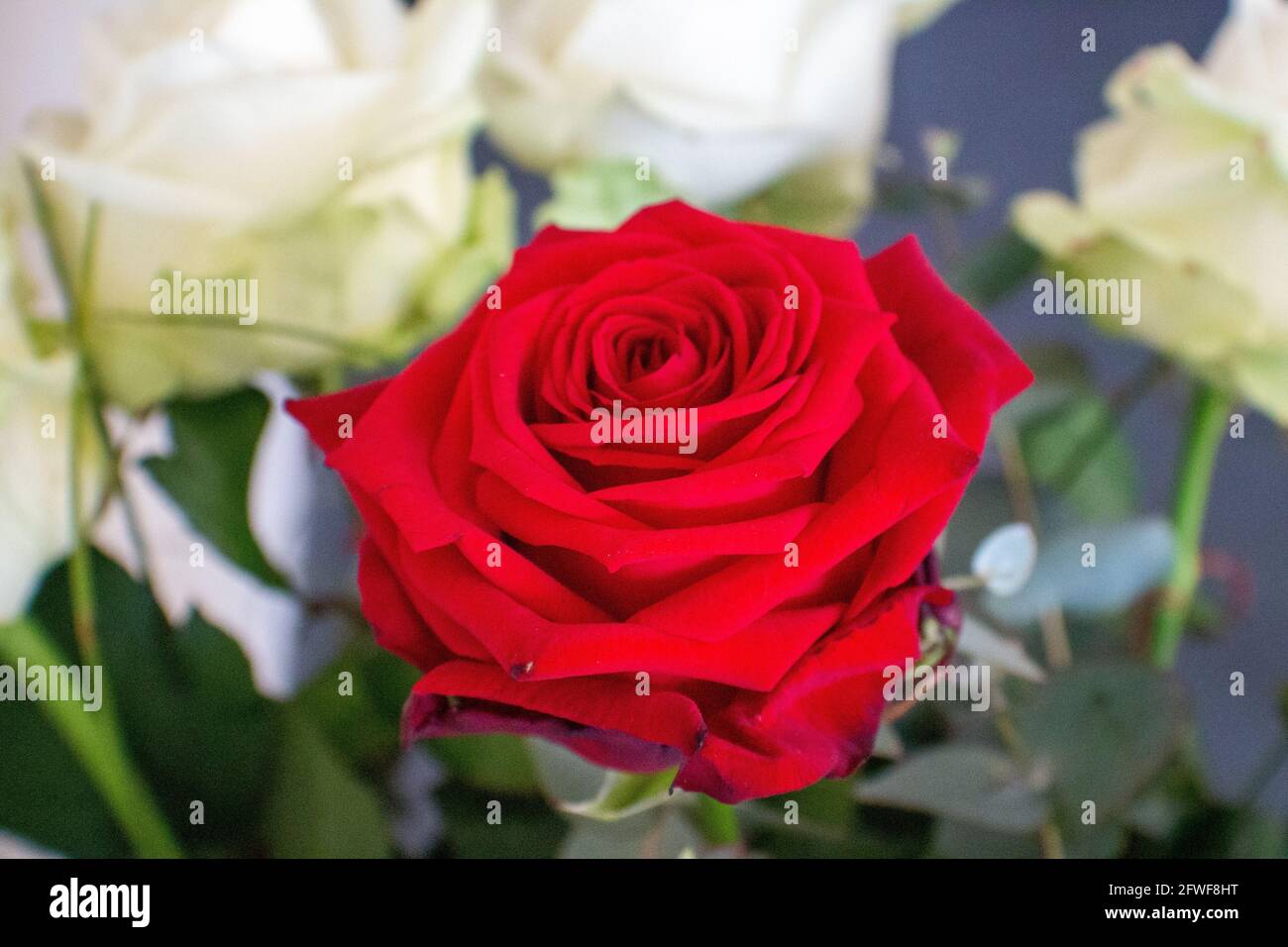 Rote Rose mit weißen Rosen im Hintergrund Stockfoto