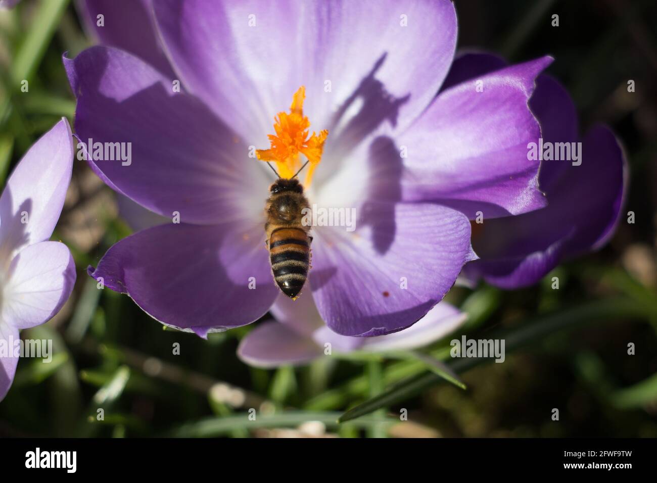 Honigbiene, APIs mellifera, sammelt Pollen aus den Staubfäden einer purpurnen Krokusblüte im Frühling, Nahaufnahme mit Schatten Stockfoto