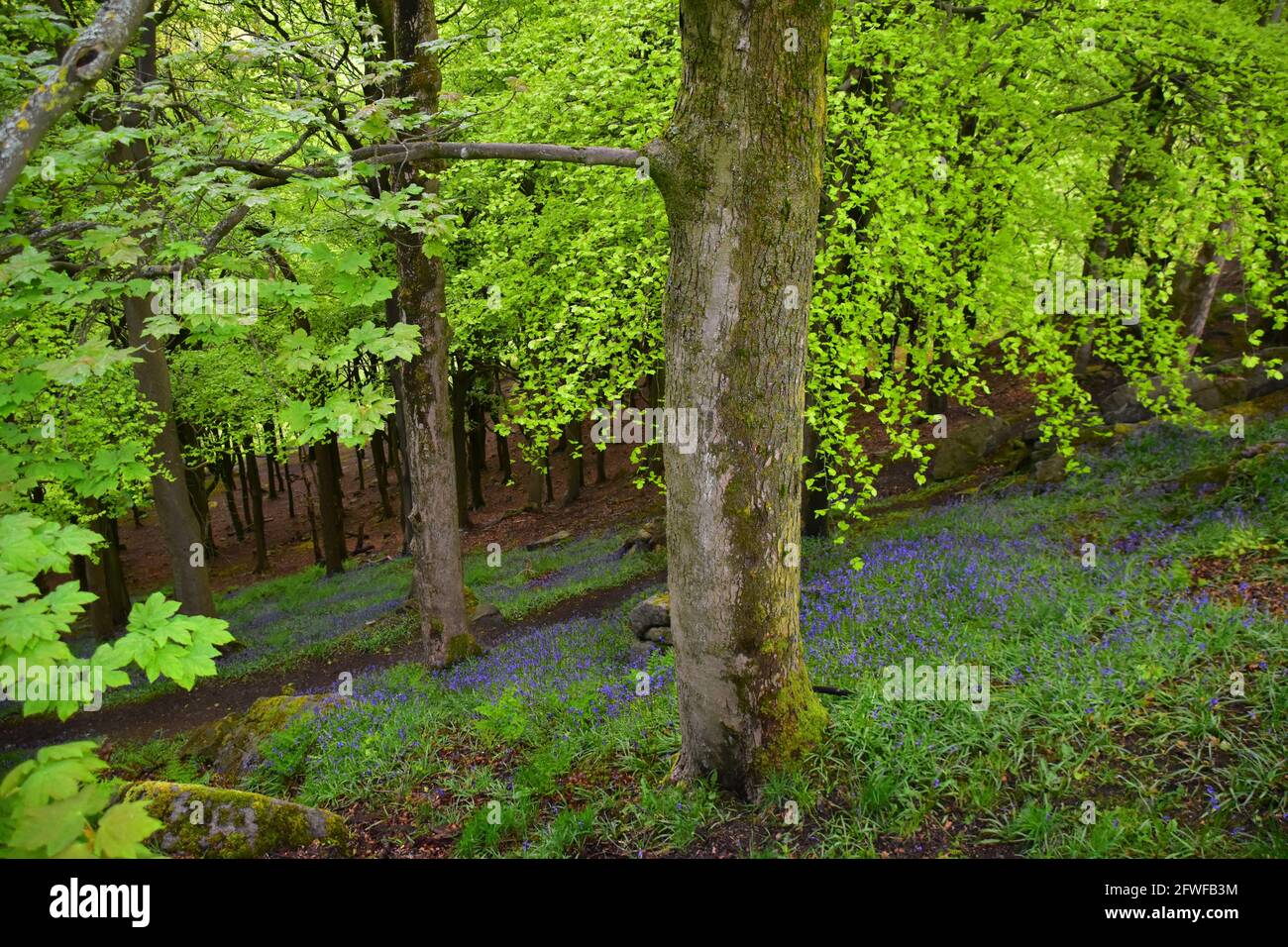 Bluebells and Beech Trees, Horsehhold Wood, Hebden Bridge, West Yorkshire Stockfoto