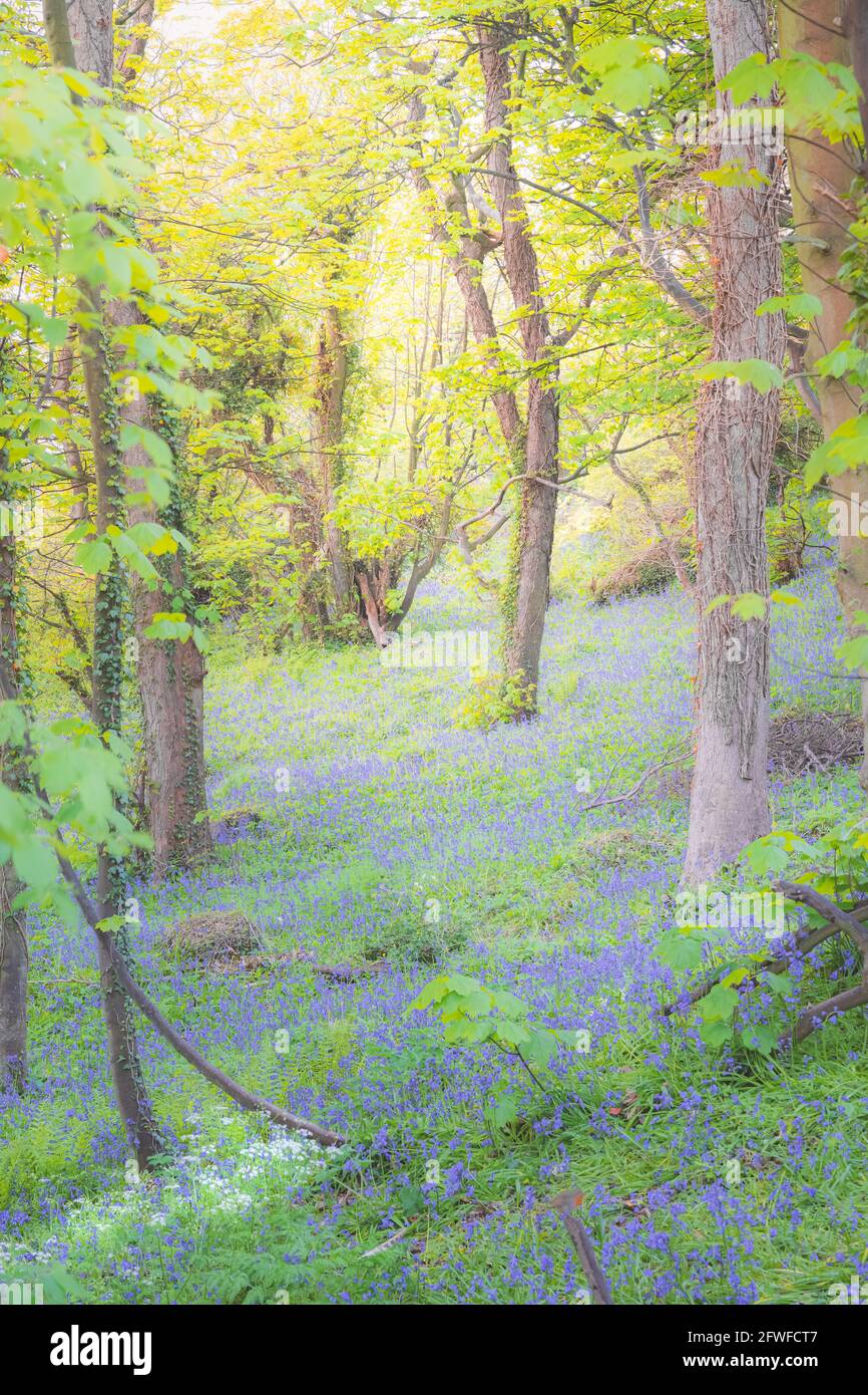 Malerischer, idyllischer, grüner Naturwald und Waldboden von gemeinen Bluebells (Hyacinthoides non-scripta) in der Nähe von Edinburgh, Schottland im Frühling. Stockfoto