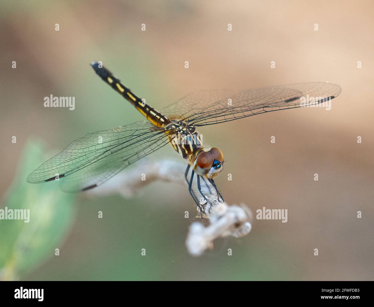 Nahaufnahme einer Fliege gegen einen schlichten Hintergrund Stockfoto