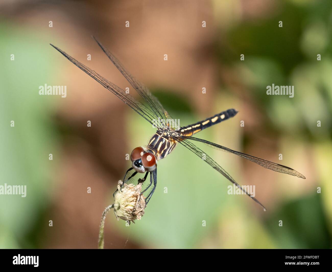 Nahaufnahme einer Fliege gegen einen schlichten Hintergrund Stockfoto