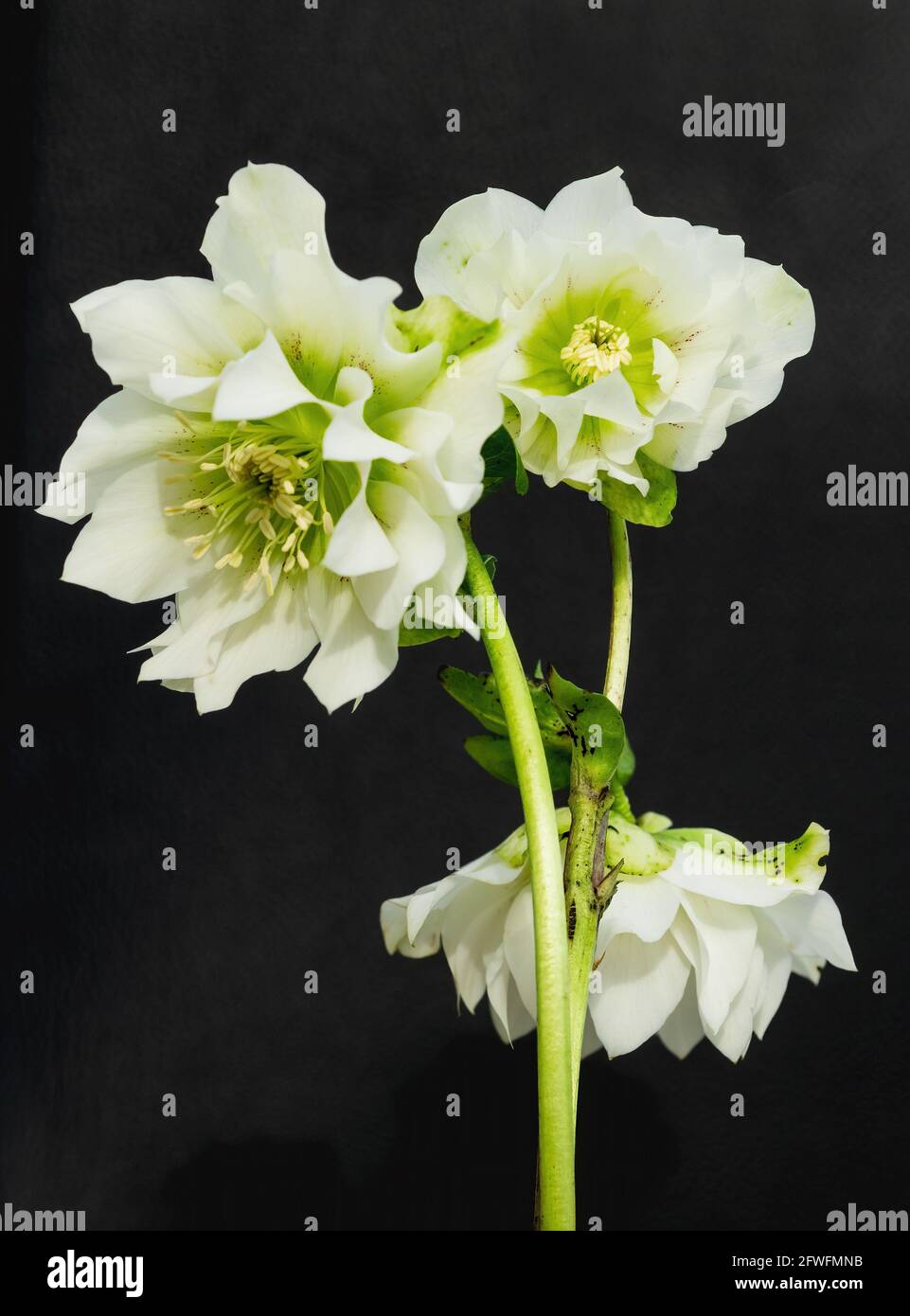 Eine atemberaubende reinweiße Helleborus Orientalis 'Double Queen'. Auch bekannt als Fastenrose oder Weihnachtsrose. Stockfoto