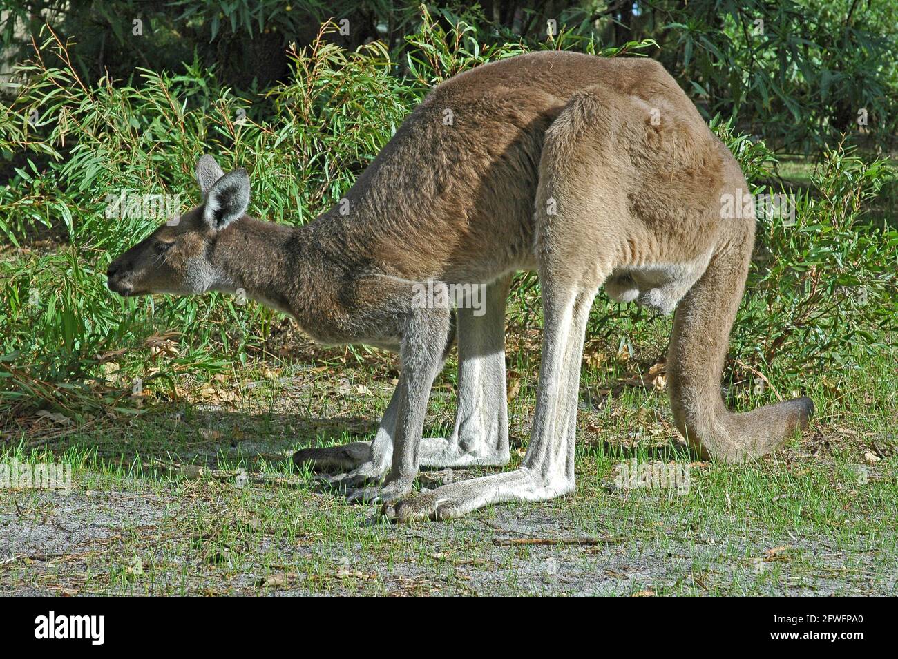 Westgraues Känguru, Stockfoto