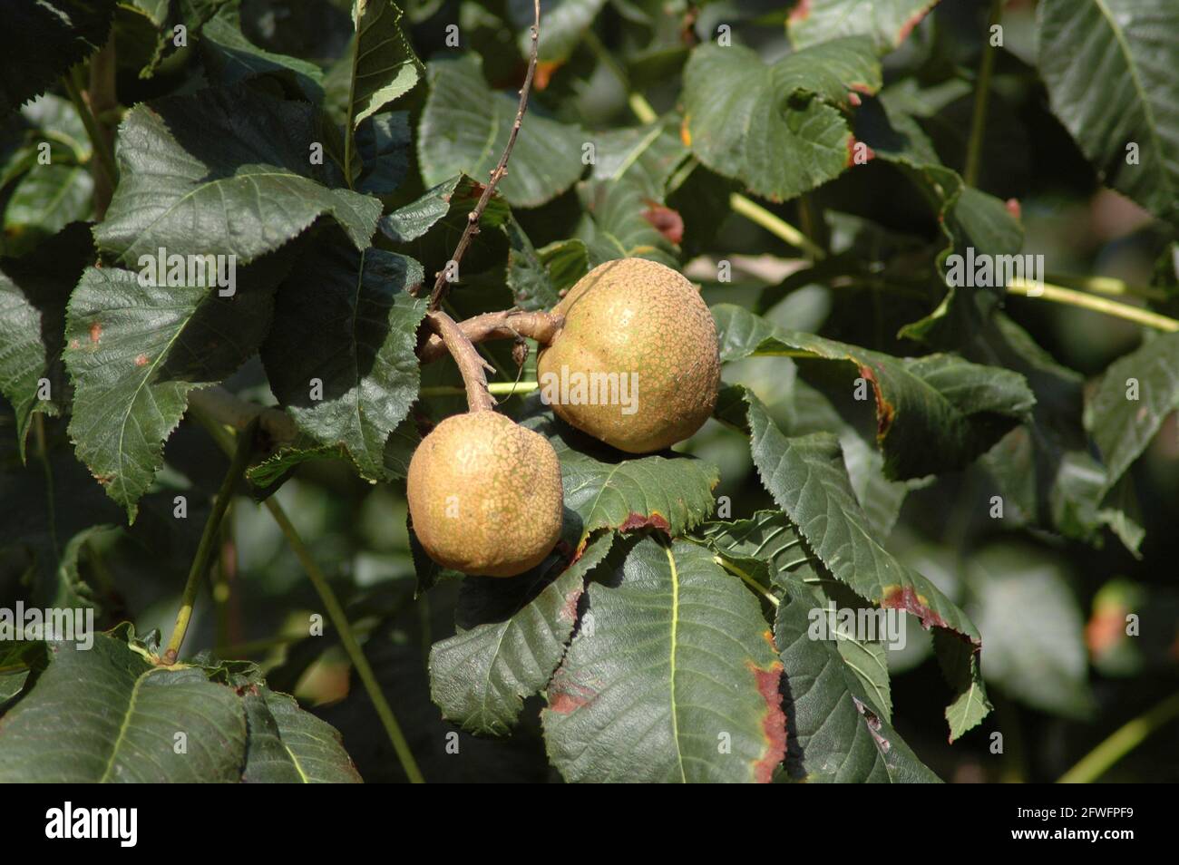 Frucht des roten Rosskastanienbaums. Stockfoto