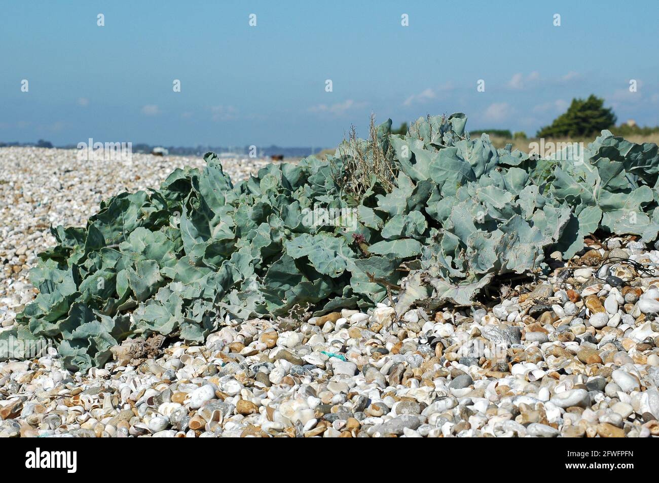 Seakale (Crambe maritima) wächst in Kieselsteinen am Strand zwischen East Wittering und West Wittering. September. Stockfoto