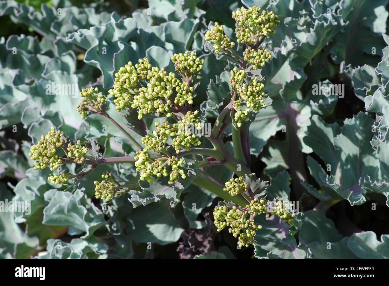 Seakale blüht. Crambe maritima. Wächst an einem Kiesstrand. West Sussex. Stockfoto