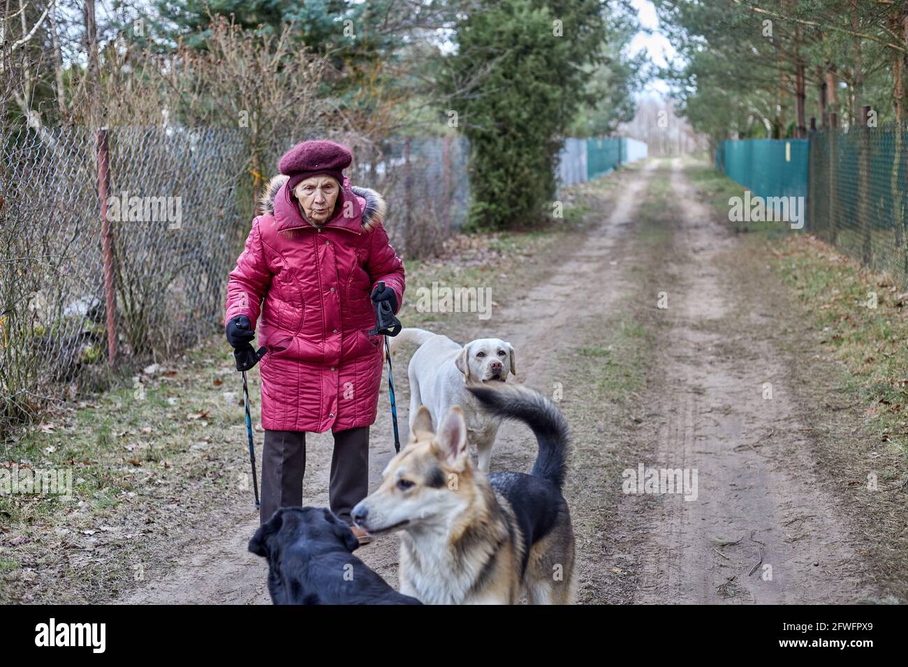 Ältere Frau in rosa warme Jacke Wandern mit Trekkingstöcken mit Hunden umgeben Stockfoto