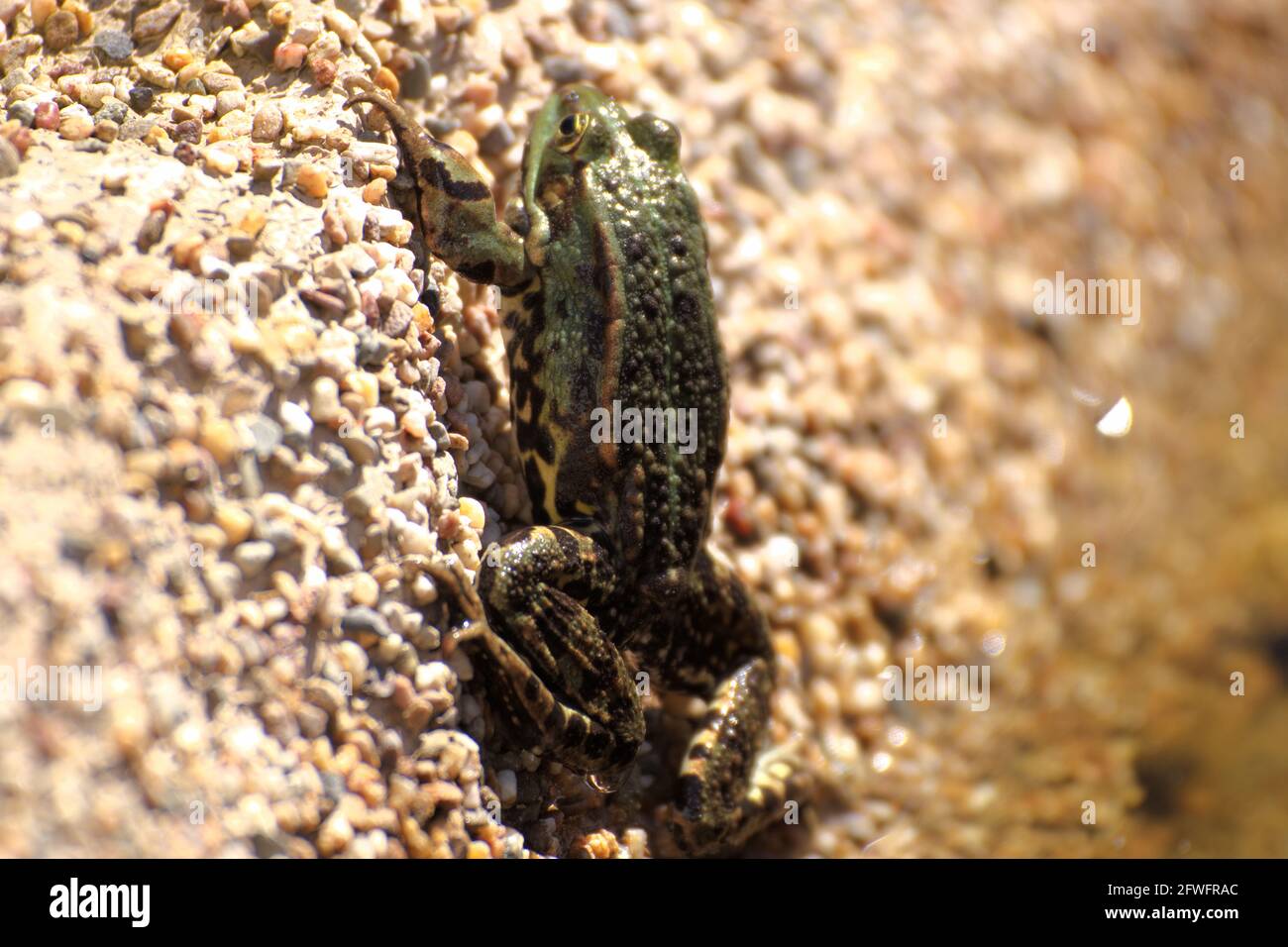 Ein Frosch sitzt am Rand eines Gartenteiches Im Frühling Stockfoto