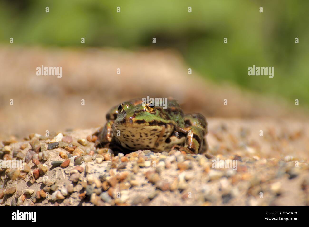 Ein Frosch sitzt am Rand eines Gartenteiches Im Frühling Stockfoto
