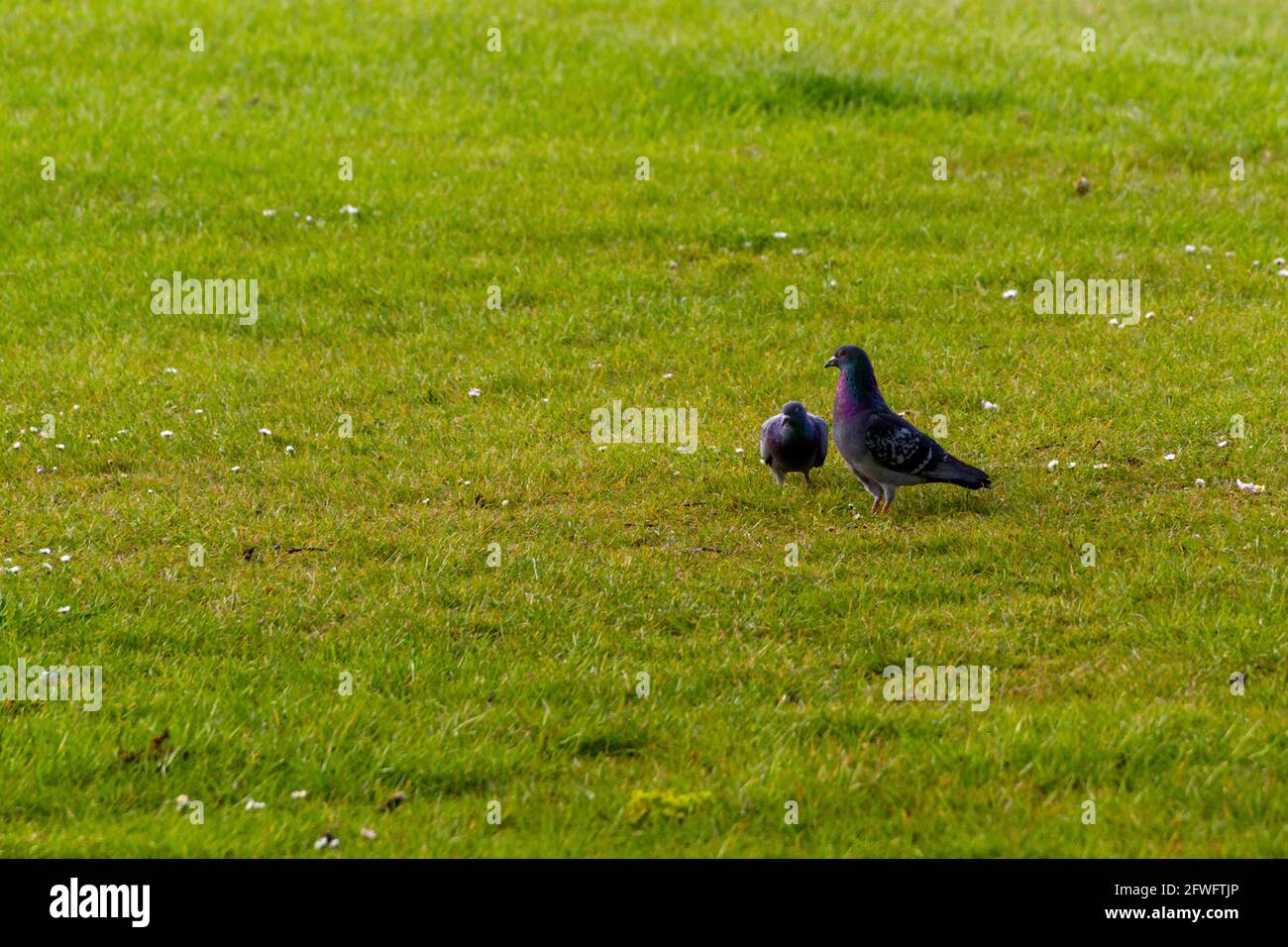Nahaufnahme von zwei grauen Tauben, die auf dem Gras herumlaufen Ein sonniger Tag Stockfoto