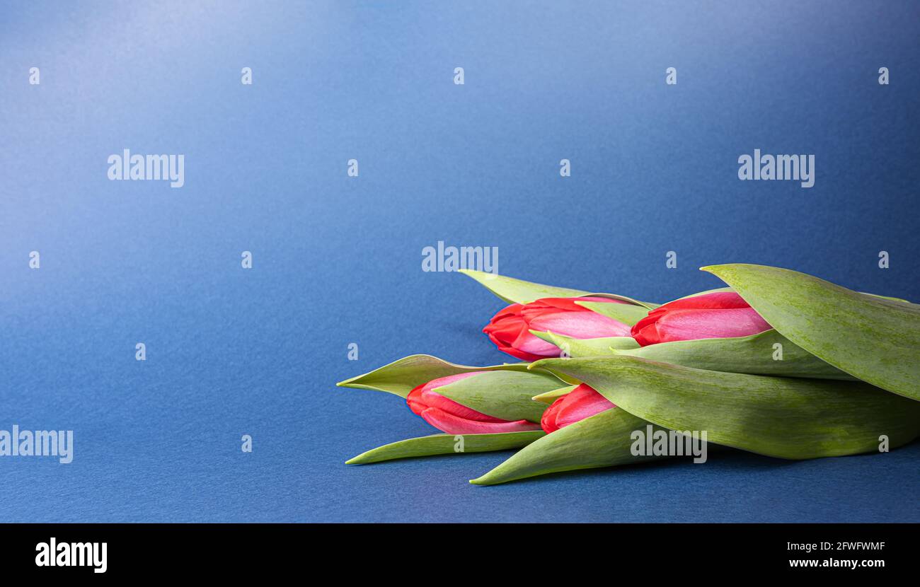 Vier leuchtend rote Tulpen mit grünen Blättern auf dunkelblauem Papier. Saisonal farbenfrohe Hintergrund mit kleinen Frühlingsblumen Bouquet und große Kopie Raum. Stockfoto