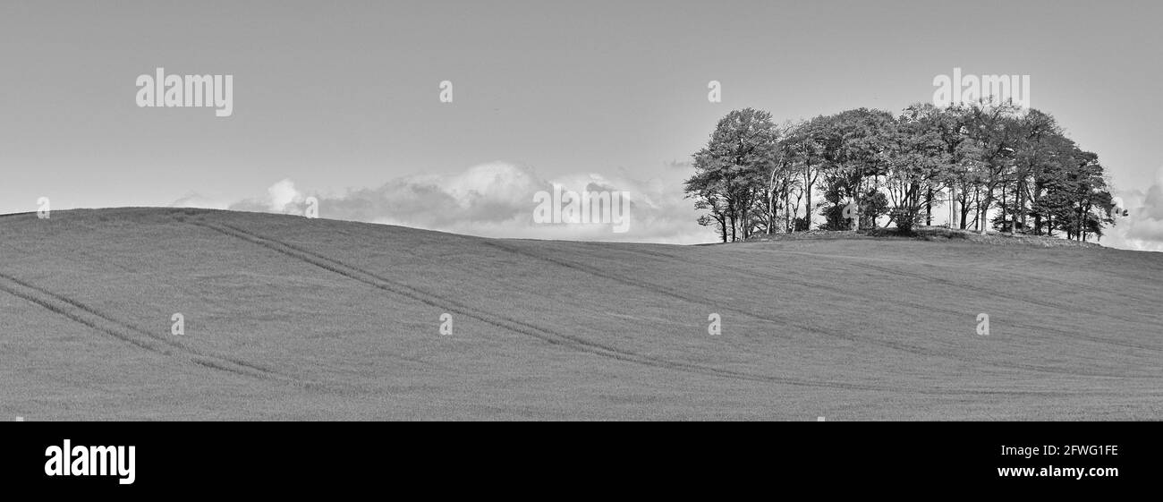 Bäume im Feld, in der Nähe von Brechin, Angus, Schottland Stockfoto