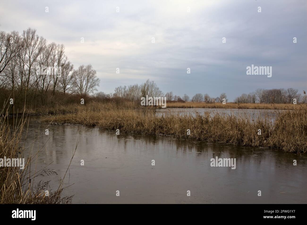 Teich in einem Sumpf eines Parks in der italienischen Im Winter auf dem Land Stockfoto