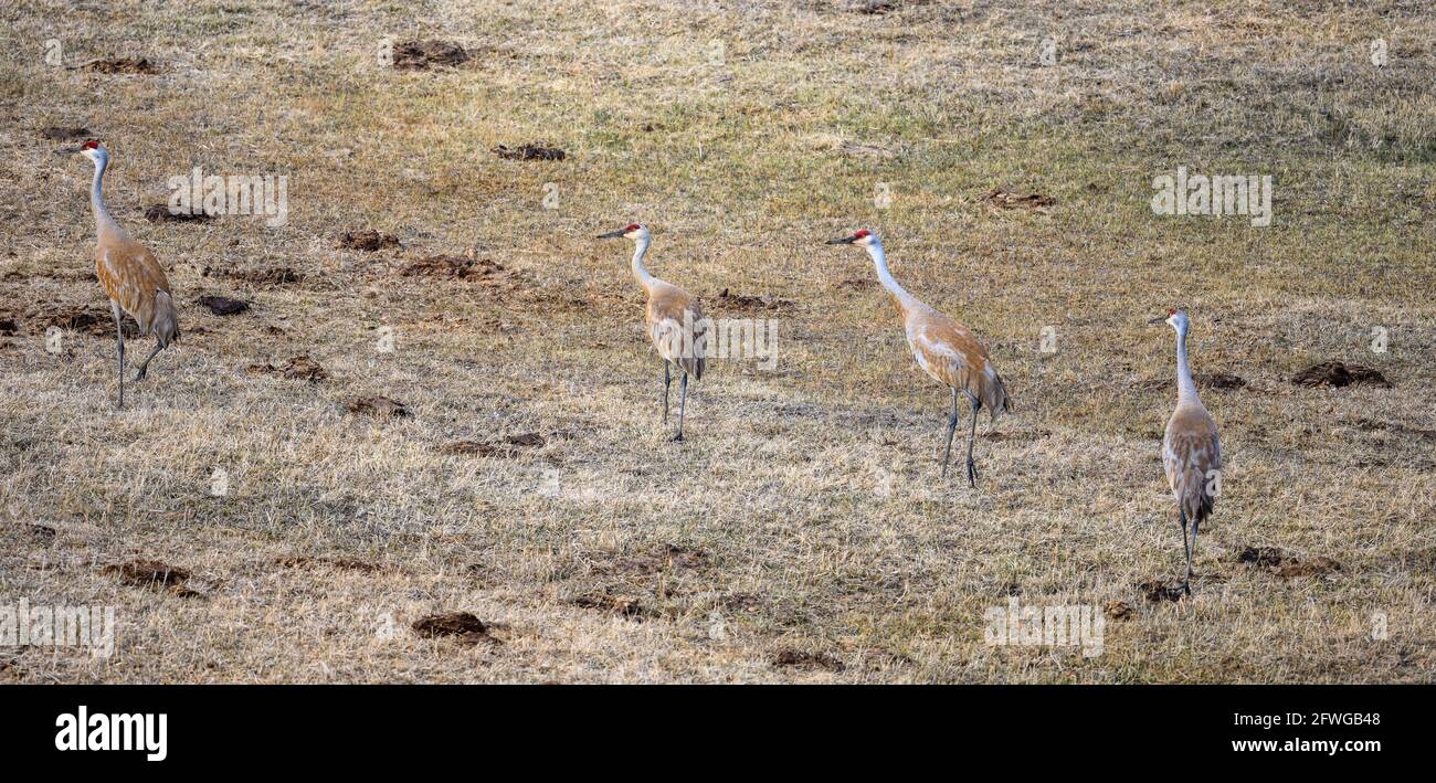 Sandhill Cranes (Antigone canadensis) grasen auf freiem Feld. Colorado, USA. Stockfoto