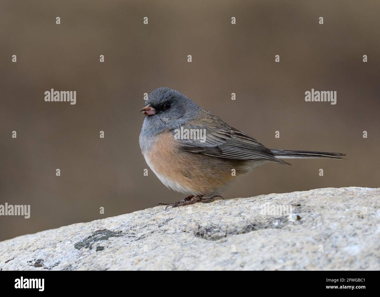 Ein dunkeläugiger Junco (Junco hyemalis), der auf einem Felsen steht. Colorado, USA. Stockfoto