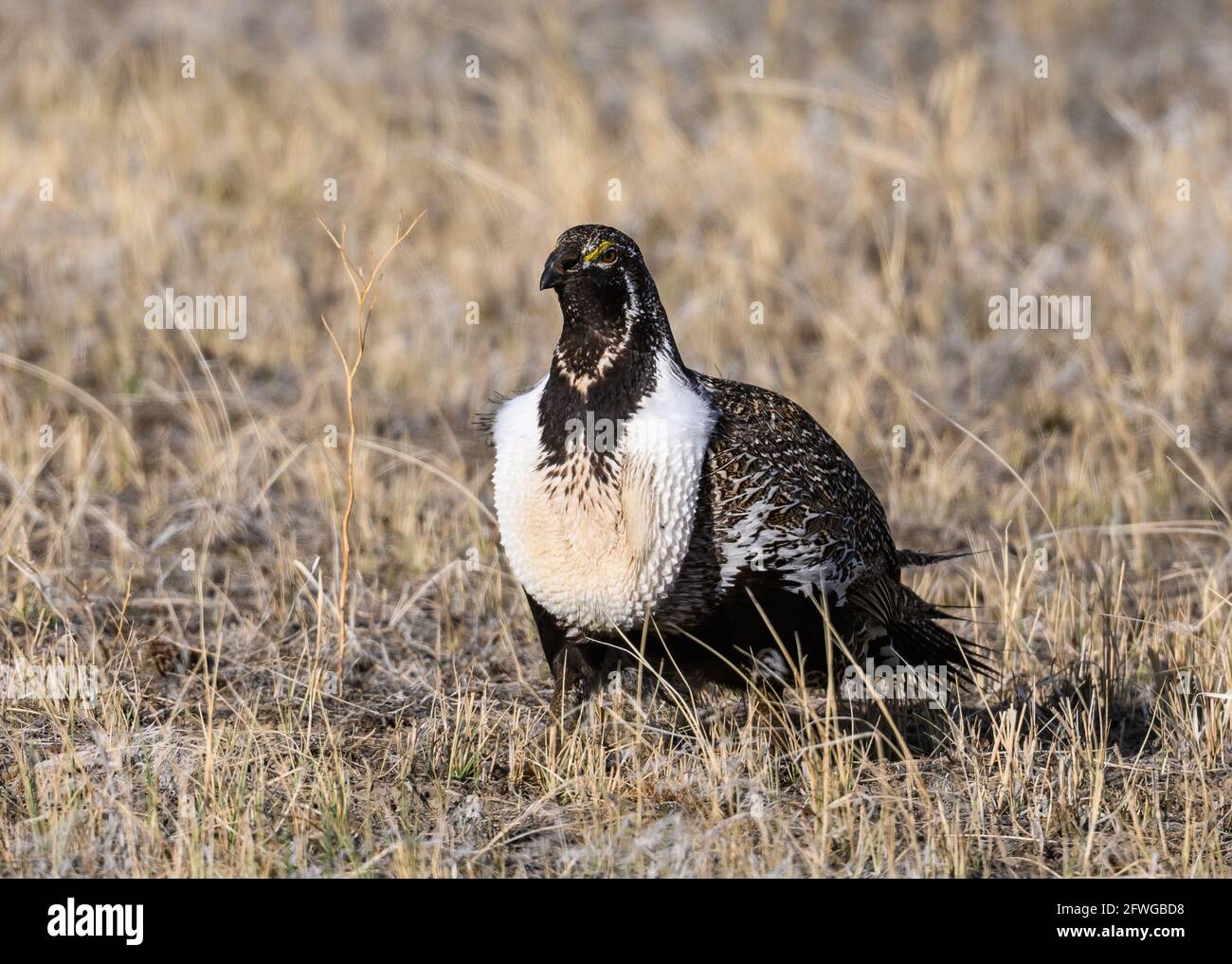 Ein männlicher Großwüchsiger (Centrocercus urophasianus). Colorado, USA. Stockfoto