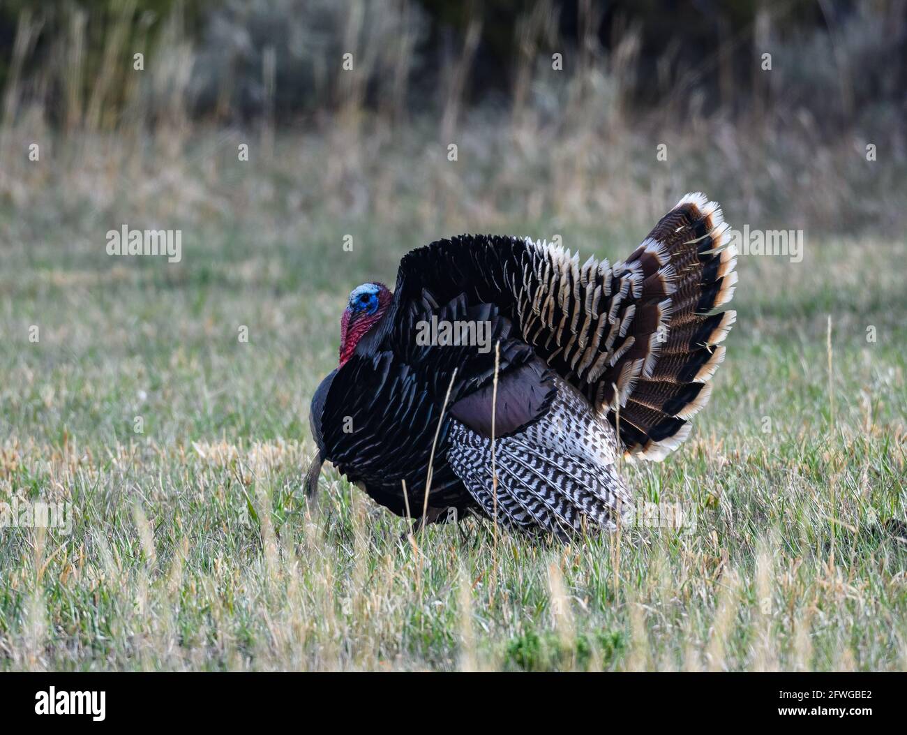 Ein männlicher Wilder Truthahn (Meleagris gallopavo) ist Balz. Colorado, USA. Stockfoto