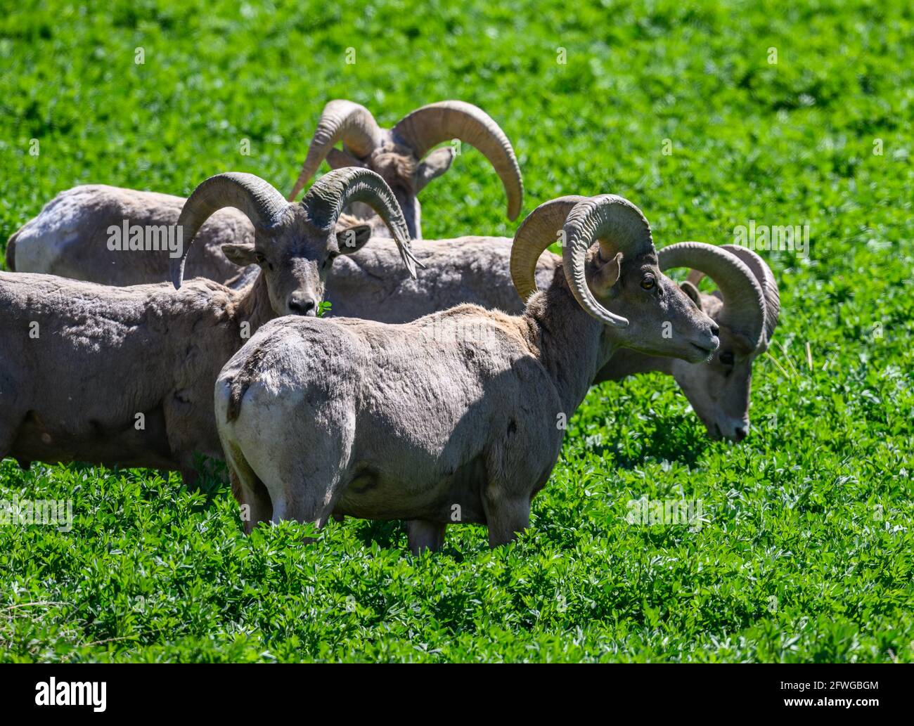 Konflikt von Mensch und Tier, eine Herde Desert Bighorn Schafe (Ovis canadensis nelsoni) Weiden in der Landwirtschaft Feld. Colorado, USA. Stockfoto