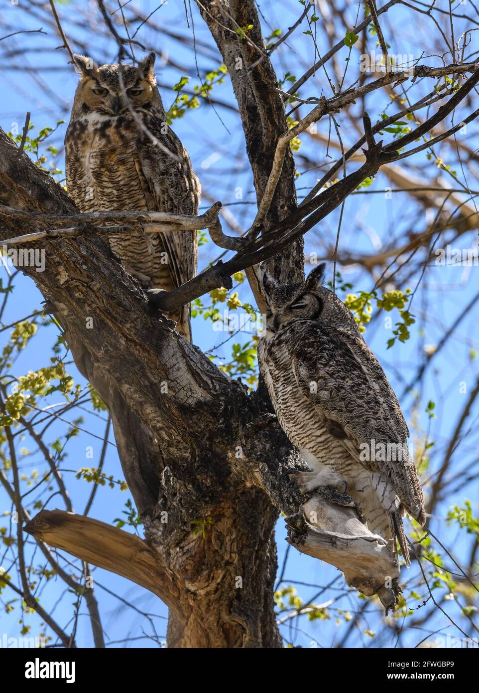Ein Paar große gehörnte Eulen (Bubo virginianus) an ihrem Tagesausklang. Colorado, USA. Stockfoto