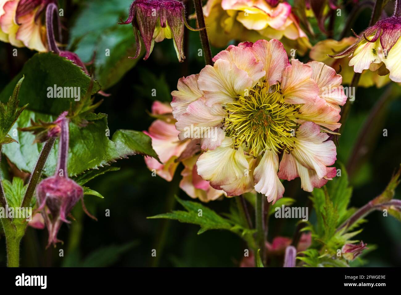 Geum „Pretticoats Peach“ Stockfoto