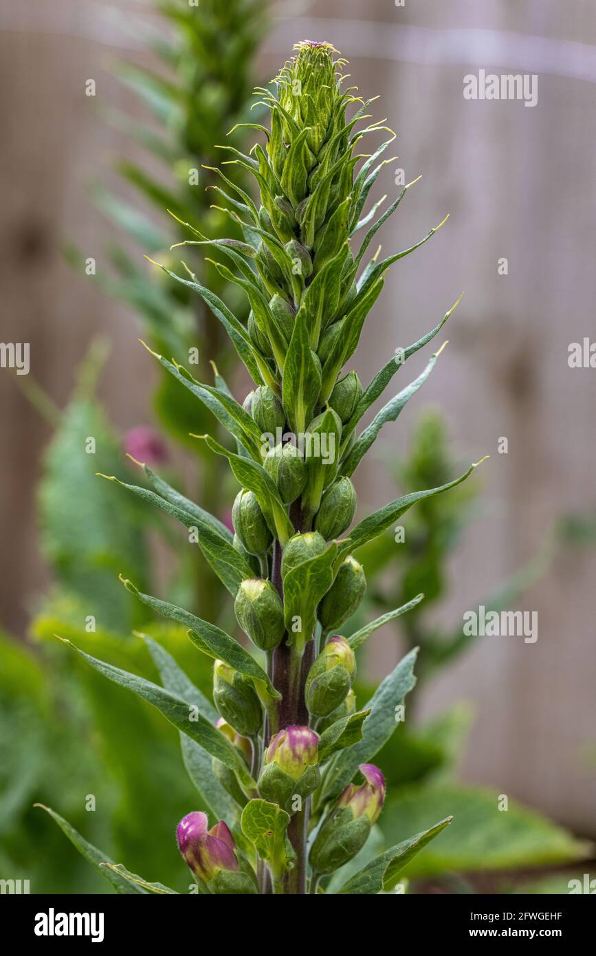 Digitalis purpurea ‘Dalmation Purple’ Stockfoto