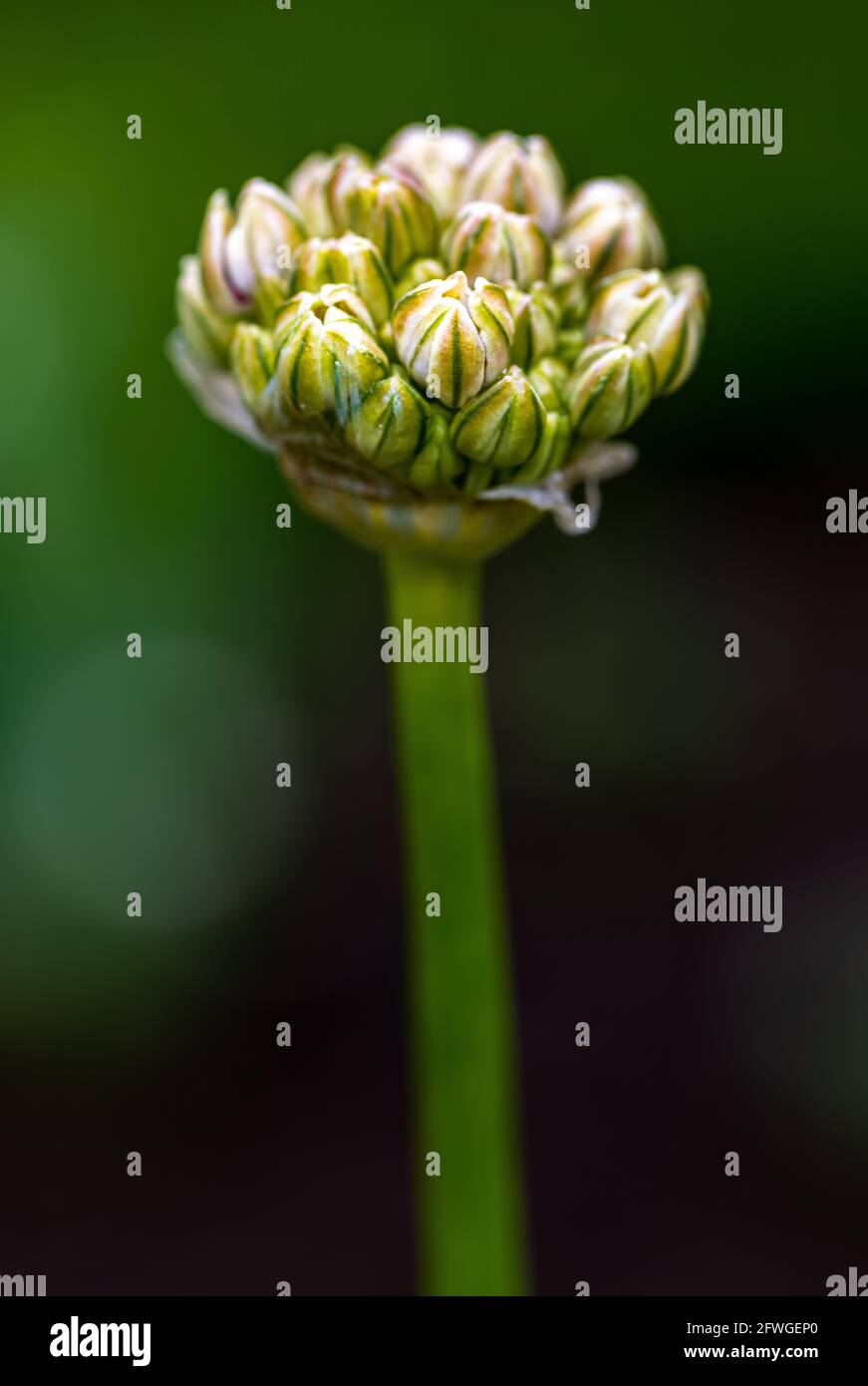 Silberfrühling Aus Allium Stockfoto