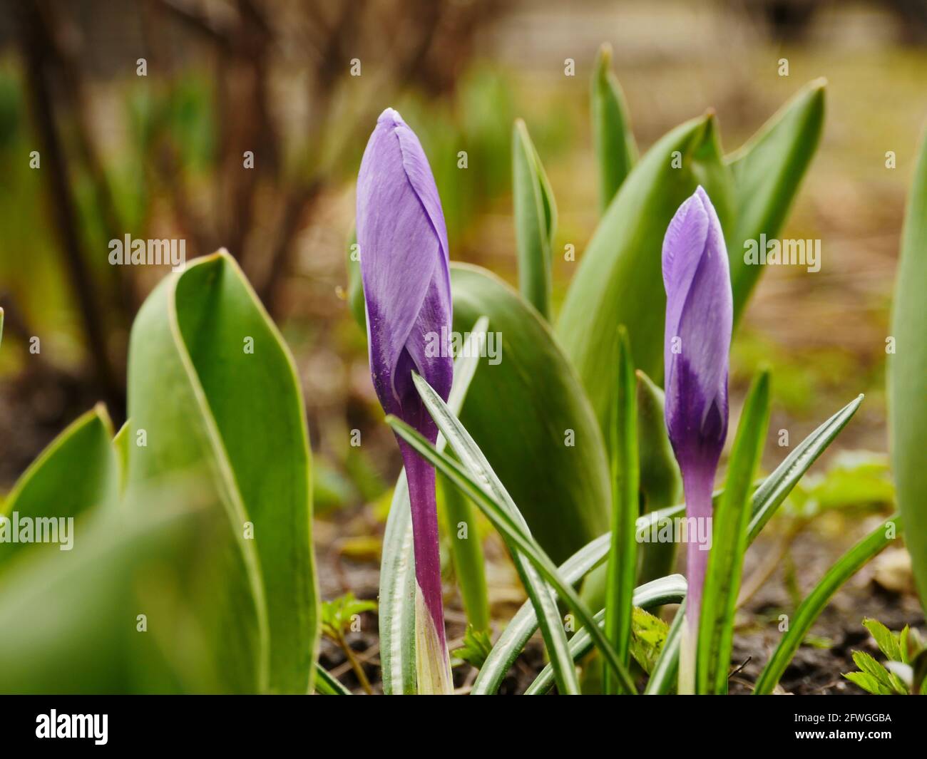 Crocus lila Frühlingsblumen Primeln Nahaufnahme Stockfoto