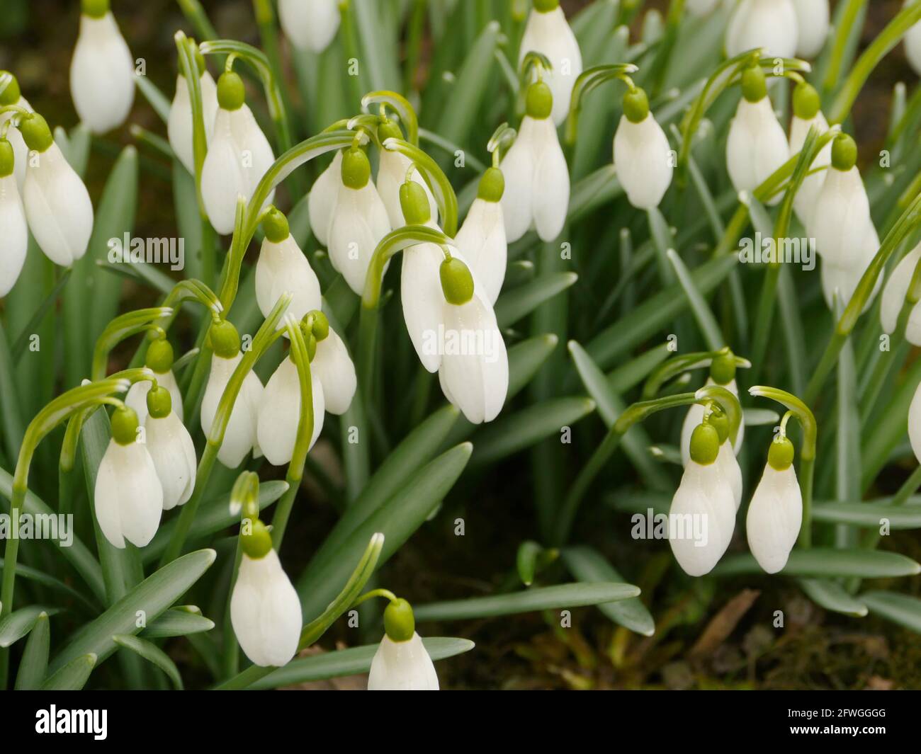 Schneeglöckchen weiße Primeln wiegen leicht aus der Nähe Stockfoto