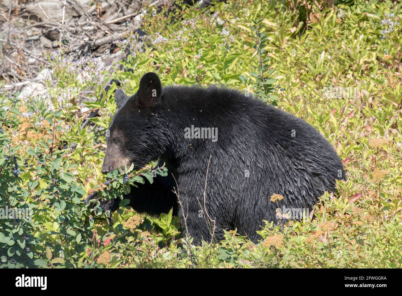 Schwarzbär, der Beeren frisst, Ursus americanus, Glacier National Park, Montana, USA Stockfoto