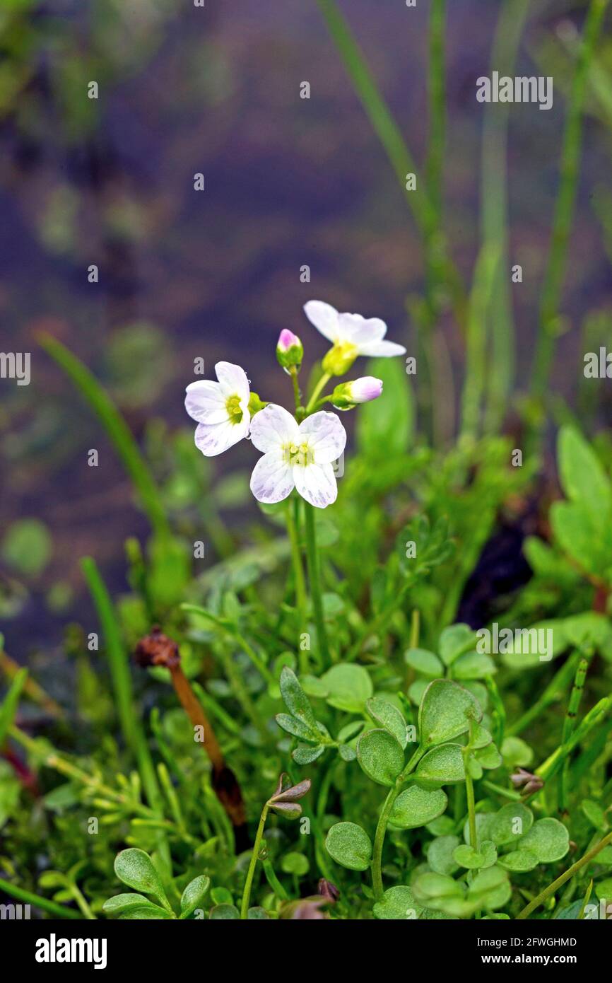 Polarkresse oder Cuckooflower (Cardamine pratensis ssp angustifolia) Foto: Bengt Ekman / TT / Code 2706 Stockfoto