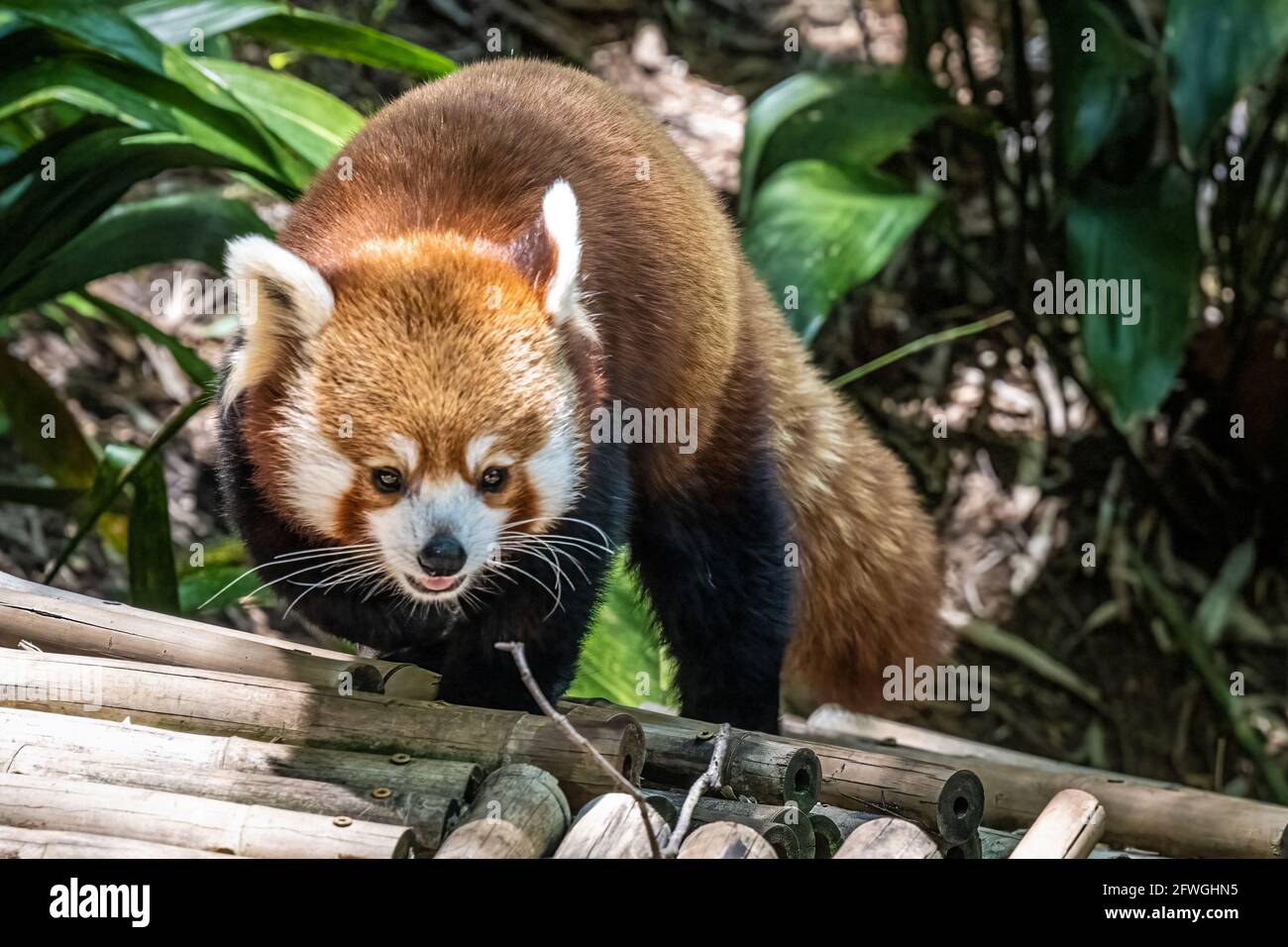 Red Panda (Ailurus fulgens refulgens) im Zoo Atlanta in Atlanta, Georgia. (USA) Stockfoto