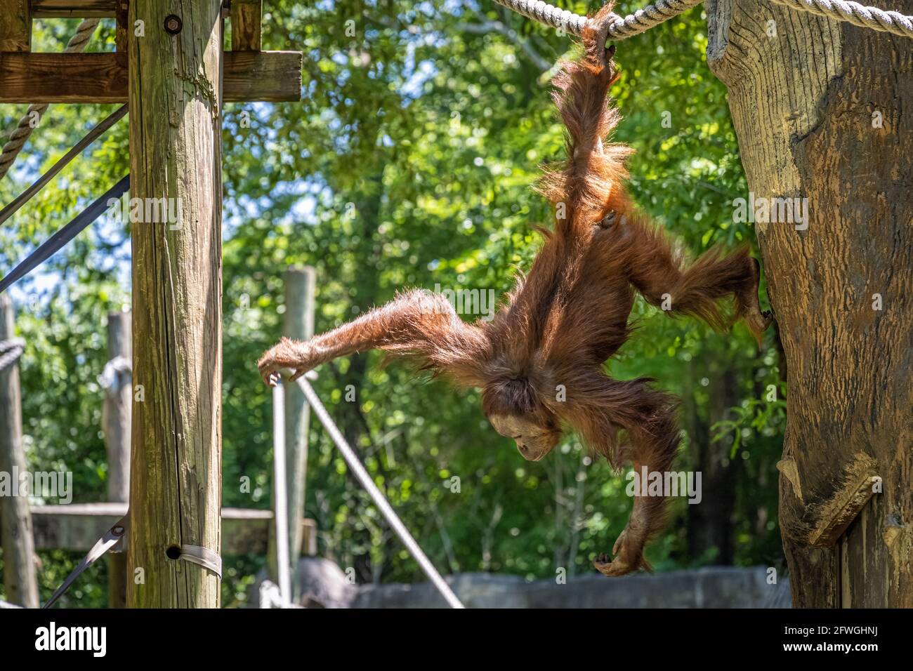 Sumatra-Orang-Utan (Pongo abelii) hängt kopfüber an einem Seil im Zoo Atlanta in der Nähe der Innenstadt von Atlanta, Georgia. (USA) Stockfoto