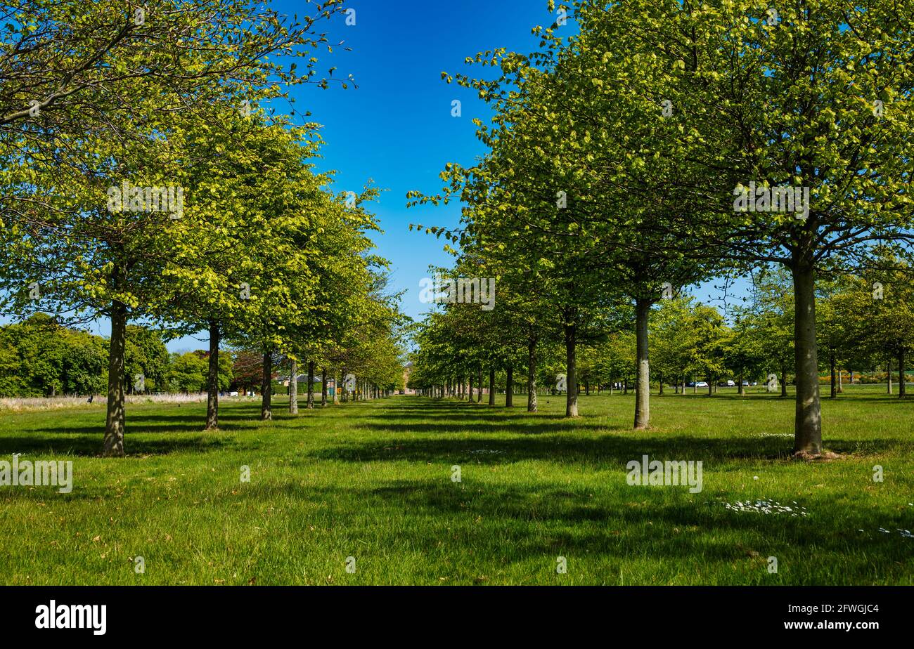 Archerfield Estate mit baumgesäumter Allee im Sonnenschein, East Lothian, Schottland, Großbritannien Stockfoto