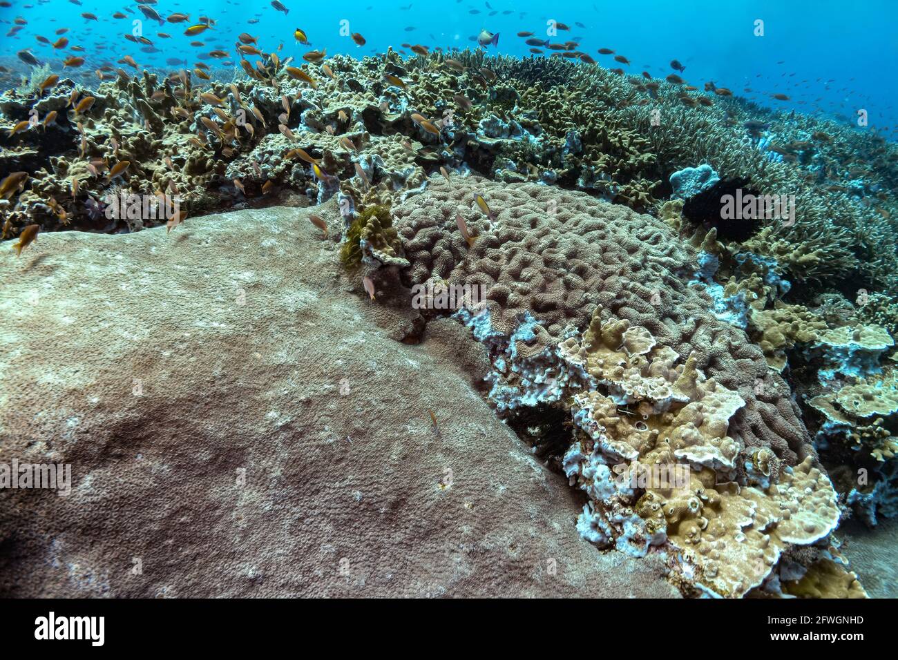 Wunderschöner Panoramablick über das tropische Riff in Indonesien, das von vielen verschiedenen Korallenarten bevölkert ist, sowohl weich als auch hart. Viele kleine Fische. Bild ta Stockfoto