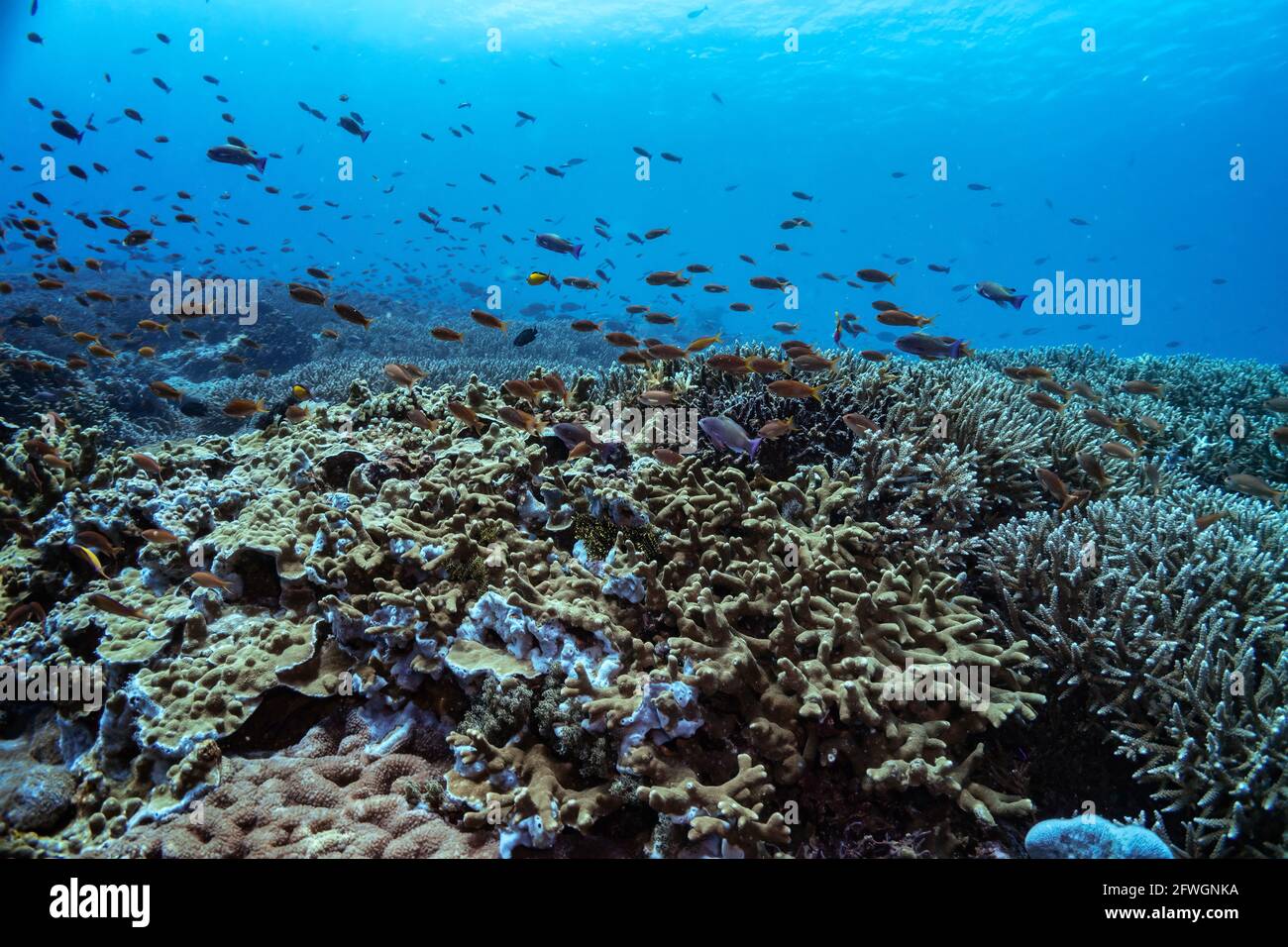 Wunderschöner Panoramablick über das tropische Riff in Indonesien, das von vielen verschiedenen Korallenarten bevölkert ist, sowohl weich als auch hart. Viele kleine Fische. Bild ta Stockfoto