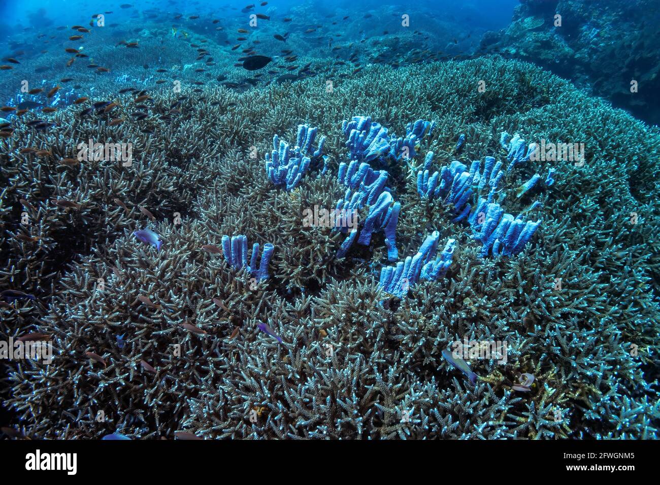 Die Kolonie der Blauröhrenschwämme wächst in der Mitte des dicht besiedelten Korallenriffs mit elkhorn. Bunte Riffkolonie, viele kleine Fische. Aufnahme in Durin Stockfoto