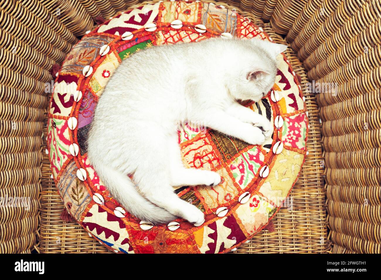 Weiße britische Katze in einem Korbsessel auf einem hellen Kissen. Stockfoto