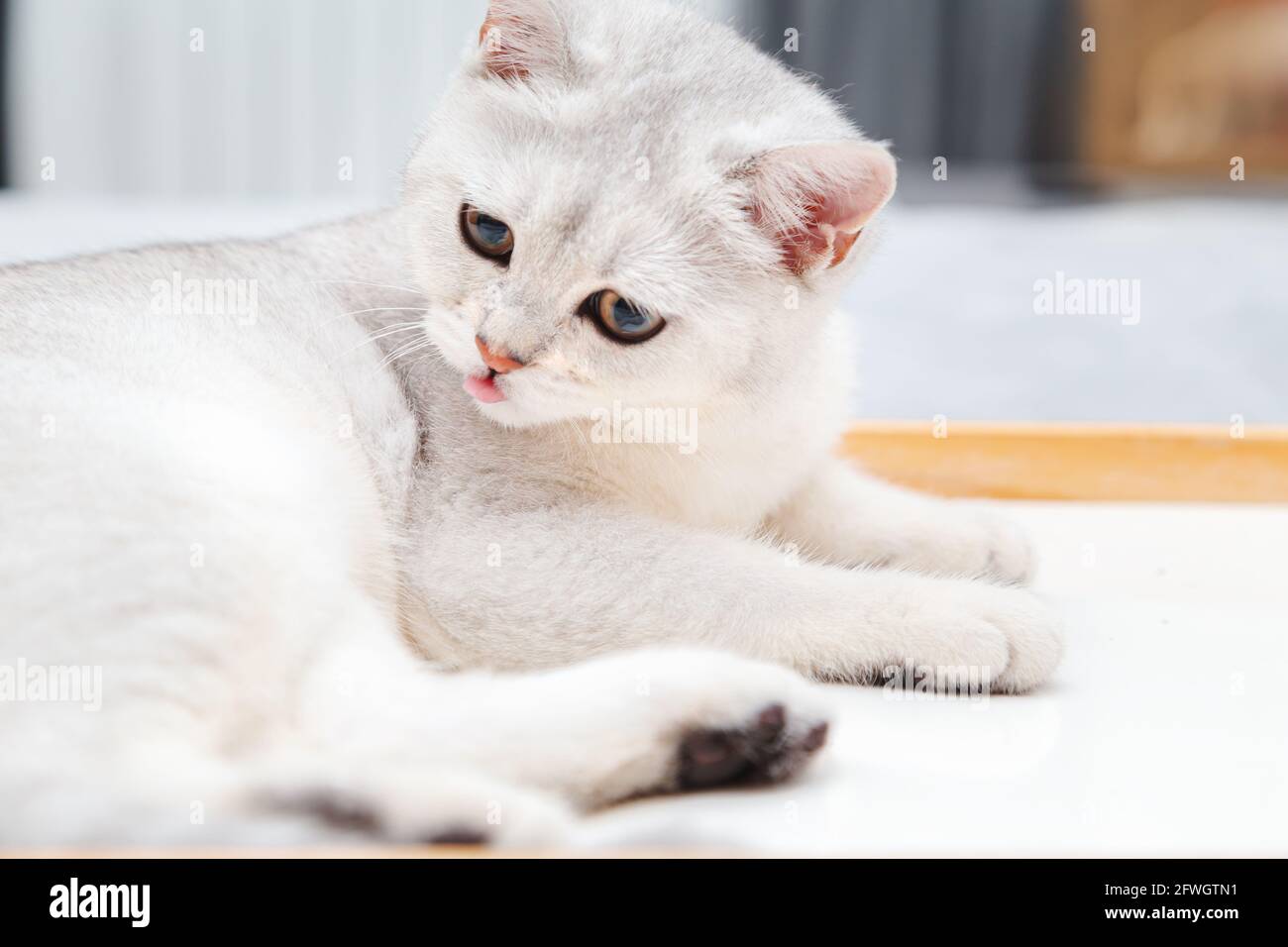 Faule weiße britische Katze, die auf einem Tablett liegt. Entspanntes, schlafendes Kätzchen, morgens im Schlafzimmer. Stockfoto