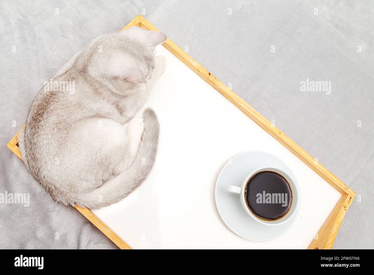 Die faule weiße britische Katze liegt auf dem Bett. Daneben befindet sich ein Tablett mit einer Tasse Kaffee. Am frühen Morgen. Stockfoto