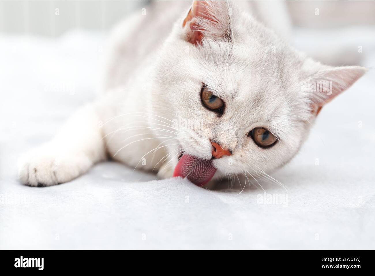 Die faule weiße britische Katze wäscht sich auf dem Bett. Entspanntes, schlafiges Kätzchen, Morgen im Schlafzimmer. Stockfoto