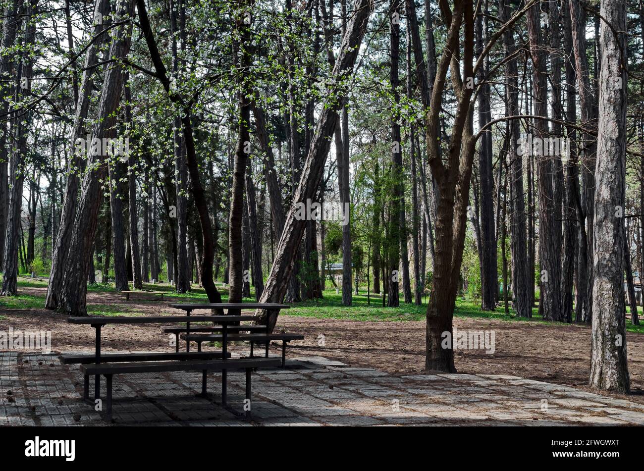 Holzbank und Tisch auf einer Wiese im Wald im Naturpark, Sofia, Bulgarien Stockfoto