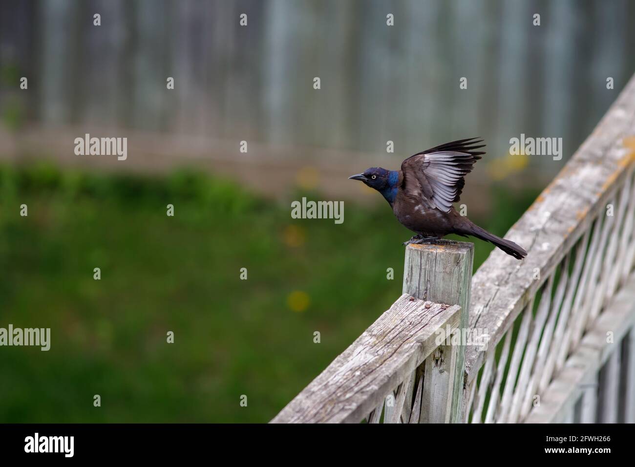 Ein gemeiner Grackel (Quiscalus quiscula) sitzt auf einem Zaunpfosten, wobei die Flügel des Vogels hochgehoben sind. Stockfoto
